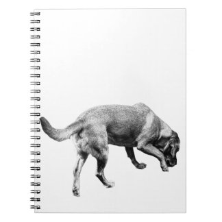 Carnet Trails & Tails