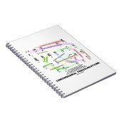 Carnet Translocations chromosomiques (Karyogramme) (Côté Droit)