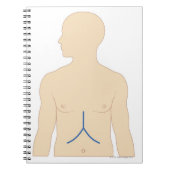 Carnet Transplantation du foie (Devant)