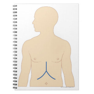 Carnet Transplantation du foie