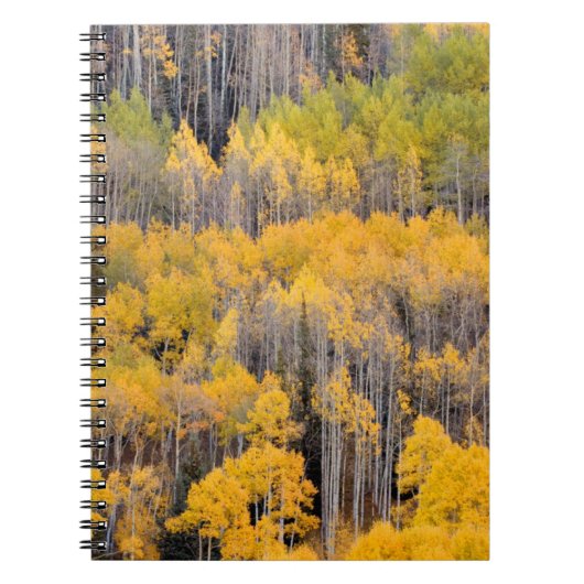 Carnet Trembles | Forêt nationale de White River (Devant)