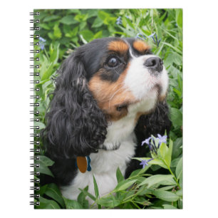 Carnet Tri Couleur Cavalier King Charles Spaniel Chien