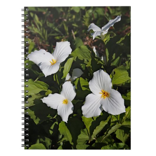 Carnet Trillium grandiflorum, la péninsule supérieure du  (Devant)