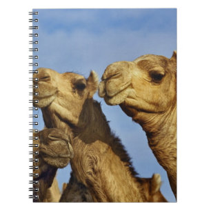 Carnet Trio de chameaux, marché aux chameaux, Le Caire, É