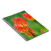 Carnet Tritoma (Kniphofia Uvaria), Cap-Occidental (Côté Droit)