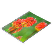 Carnet Tritoma (Kniphofia Uvaria), Cap-Occidental (Côté gauche)