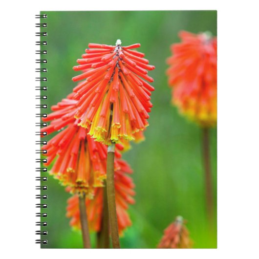 Carnet Tritoma (Kniphofia Uvaria), Cap-Occidental (Devant)