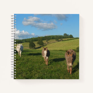 Carnet Trois ânes dans une photo de terrain