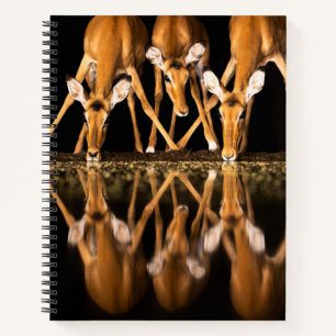 Carnet Trois impalas boivent ensemble la nuit