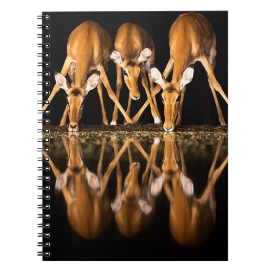 Carnet Trois impalas boivent ensemble la nuit (Devant)