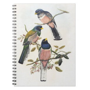 Carnet Trois Trogons Vibrants Posés sur une Branche Art d