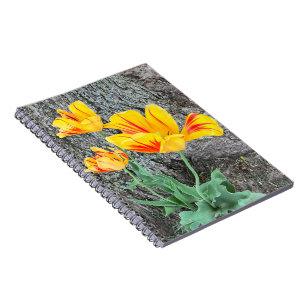 Carnet Trois Tulipes Jaunes Séquence / Spirale
