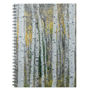 Carnet Troncs d'arbres trembles   Aspen, Colorado