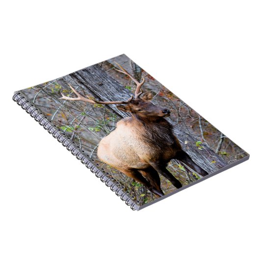 Carnet Trophy Elk (Côté Droit)