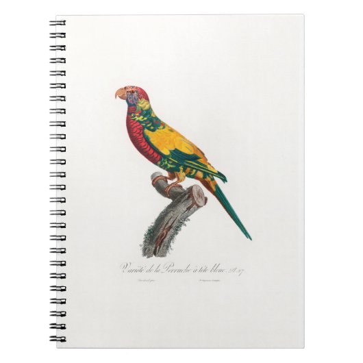 Carnet tropical macaw parrot (Devant)