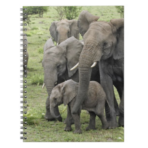 Carnet troupeau d'éléphants d'Afrique, Loxodonta africana