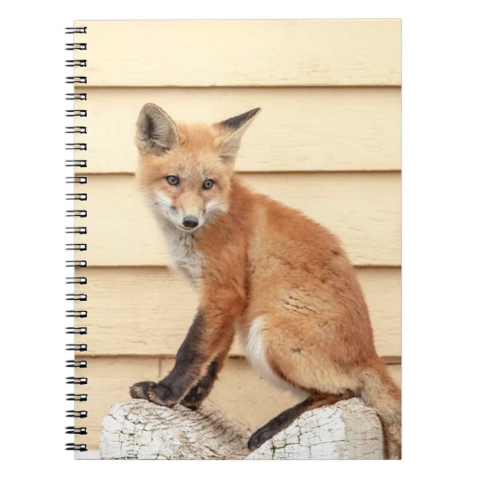 Carnet Trousse Red Fox dans la vallée de l'Hudson (Devant)