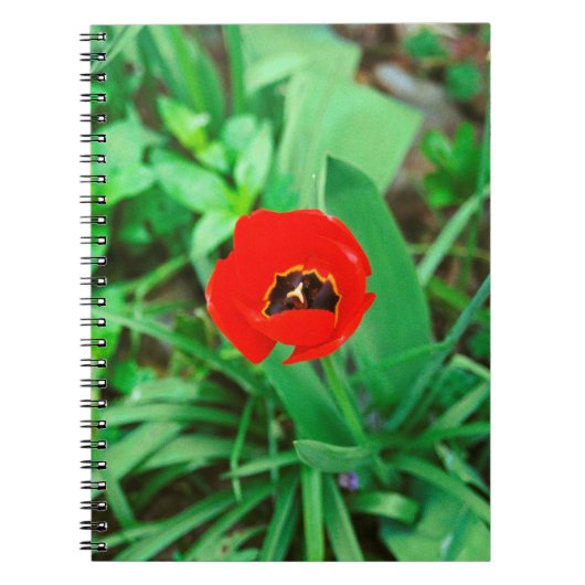 Carnet Tuliforme rouge (Devant)