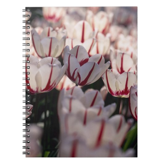 Carnet Tulipe (Devant)