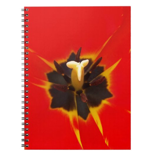 Carnet tulipe jaune rouge (Devant)