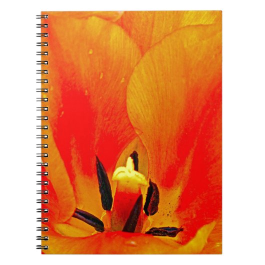 Carnet Tulipe orange (Devant)