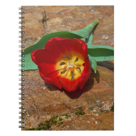 Carnet Tulipe rouge du printemps (Devant)