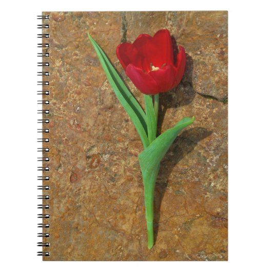 Carnet Tulipe rouge et jaune (Devant)