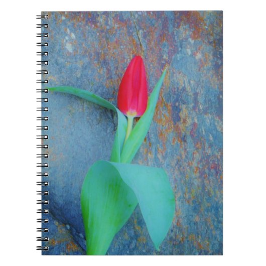 Carnet Tulipe rouge sur ardoise gris bleu (Devant)