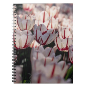 Carnet Tulipes