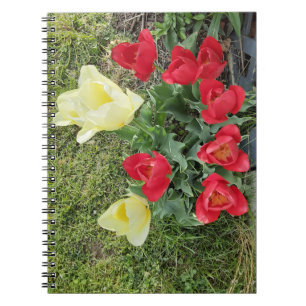 Carnet Tulipes