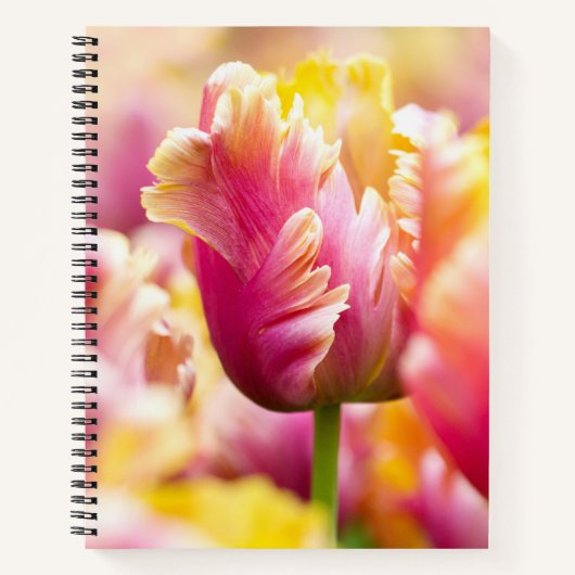 Carnet Tulipes de gros plan (Devant)