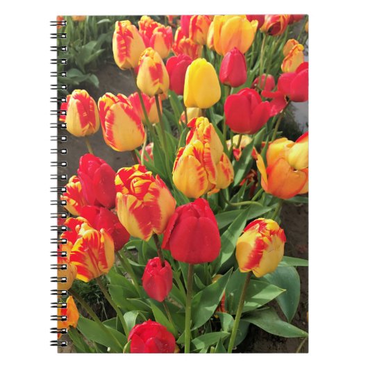 Carnet Tulipes jaunes et rouges (Devant)