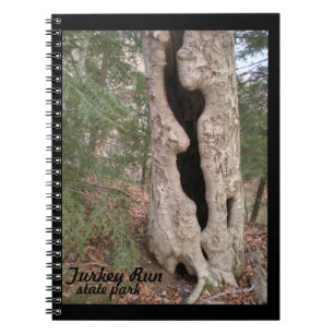 Carnet Turquie Run State Park, Hallow Tree