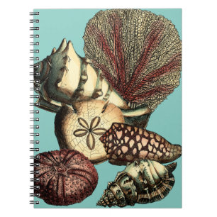 Carnet Turquoise Shell et collection de corail rouge