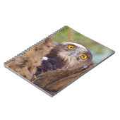 Carnet Un Aigle serpentaire à poitrine blanche (Côté gauche)