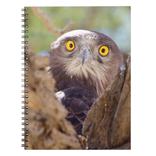 Carnet Un Aigle serpentaire à poitrine blanche (Devant)