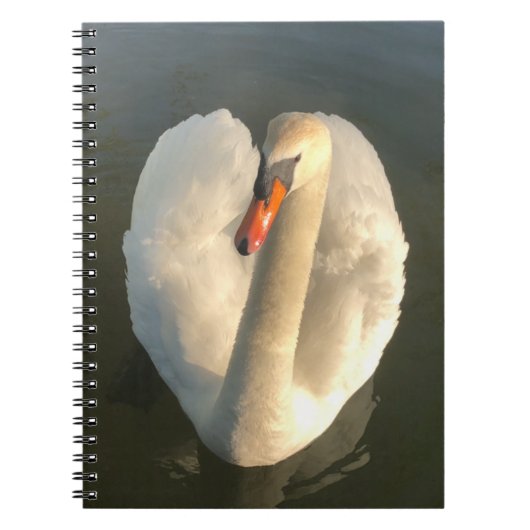Carnet Un beau cygne (Devant)