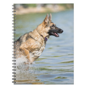 Carnet Un berger allemand se jette dans l'eau