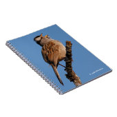 Carnet Un Bruant à tête blanche chante au soleil (Côté Droit)