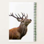 Carnet Un cerf rouge en train de chercher (Verso)