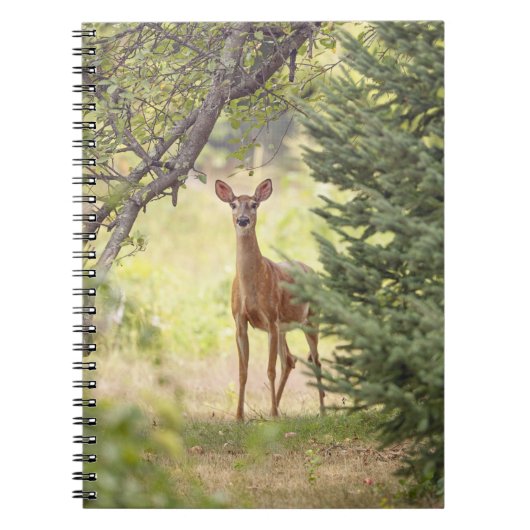 Carnet Un cerf solitaire (Devant)