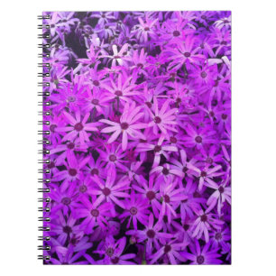 Carnet Un champ de marguerites violettes et roses