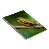 Carnet Un colibri roux étonnant sur des vignes jumelées (Côté Droit)