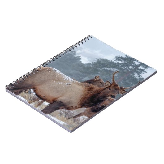 CARNET UN GROUPE DE DEERS (Côté gauche)