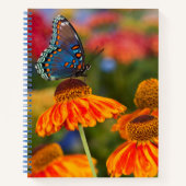 Carnet Un Papilio troilus, Papilio troilus (Devant)