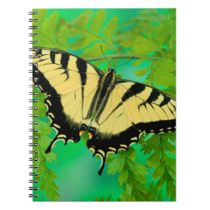 Carnet Un papillon Papilio se posant