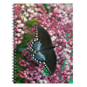 Carnet Un papillon soufre Dans la famille Phoebis