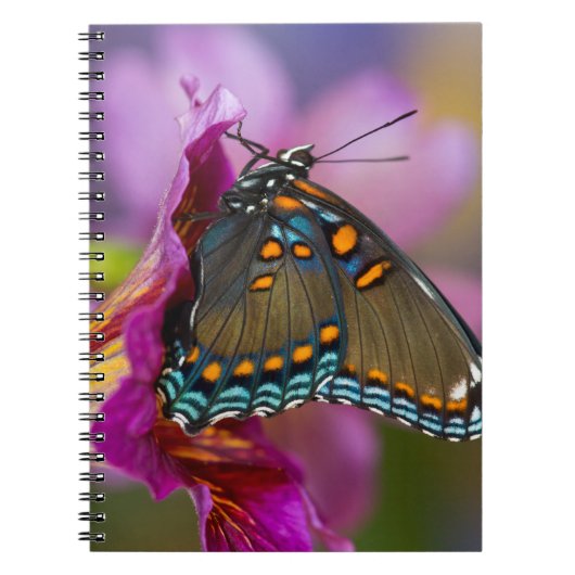 Carnet Un papillon swallowtail (Devant)