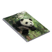 Carnet Un petit panda géant grimpe à un arbre, Wolong Val (Côté Droit)