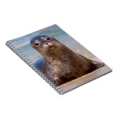 Carnet Un phoque sur une plage le long de la côte Pacifiq (Côté Droit)